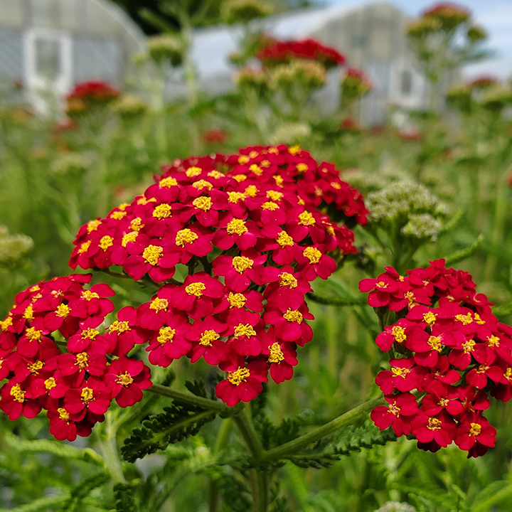 Achillea Millefolium  Paprika - ахилея паприка (1579)
